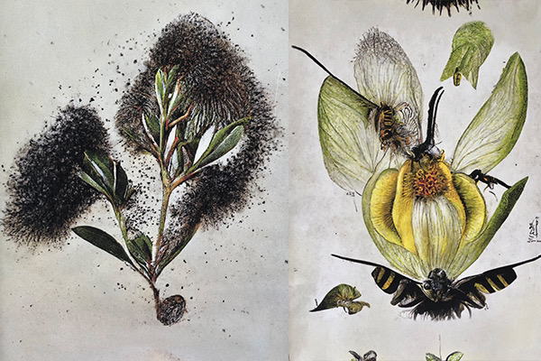 Kate Geck Fading textiles using machine learning models to imagine imagery of disappearing endangered Victorian plants