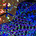 kate geck installation thumbnail